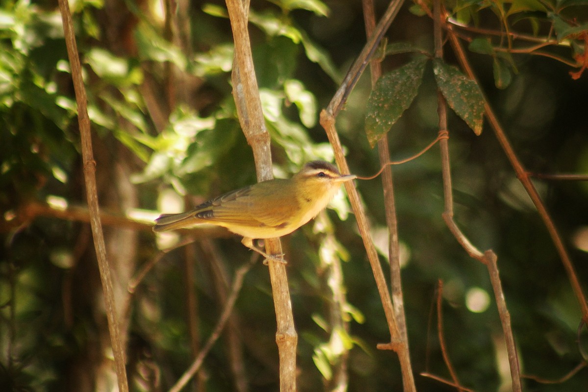 Chivi Vireo (migratory) - ML625645820