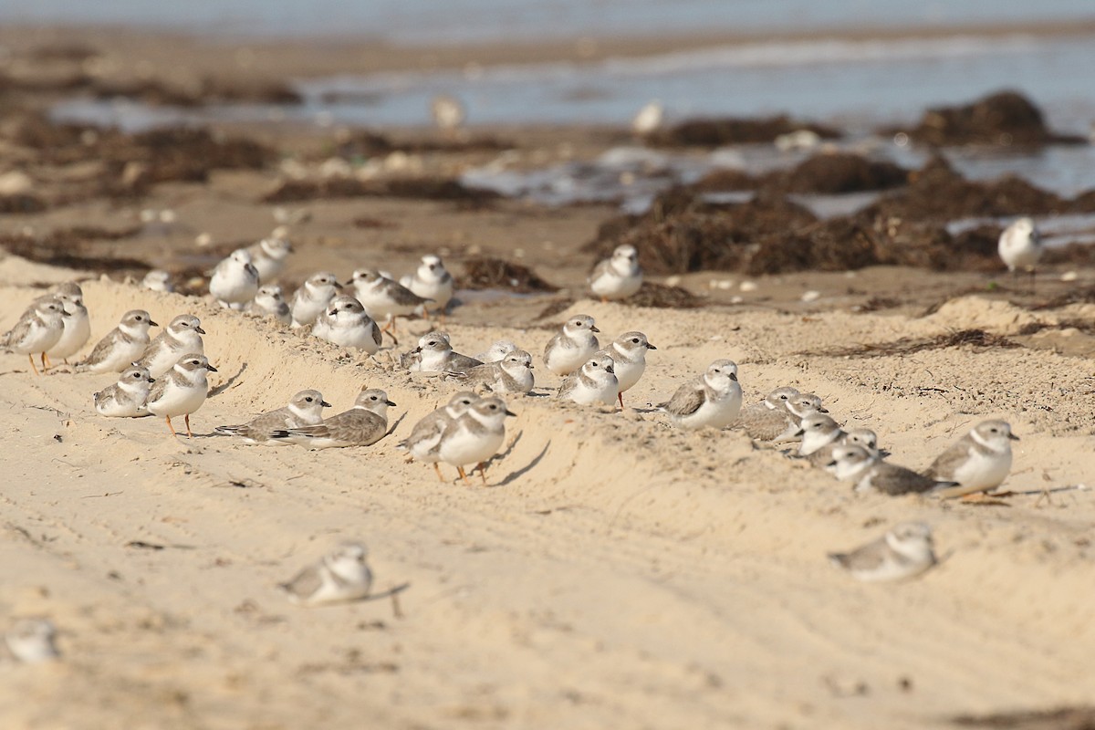 Piping Plover - ML625645853