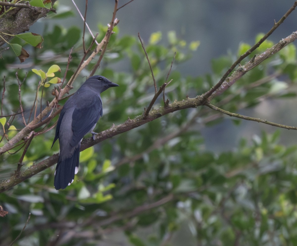 Black-winged Cuckooshrike - ML625645867