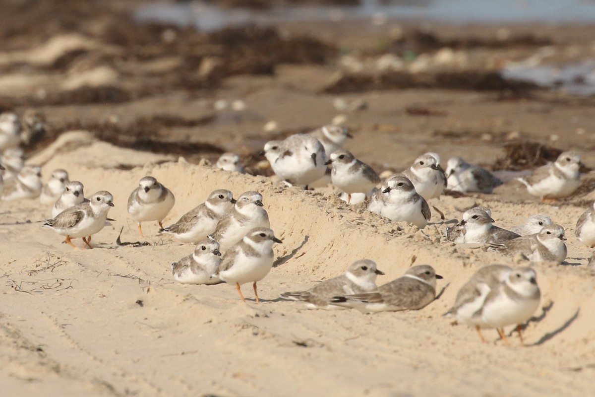 Piping Plover - ML625645869