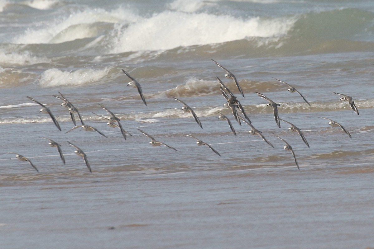 Piping Plover - ML625645872