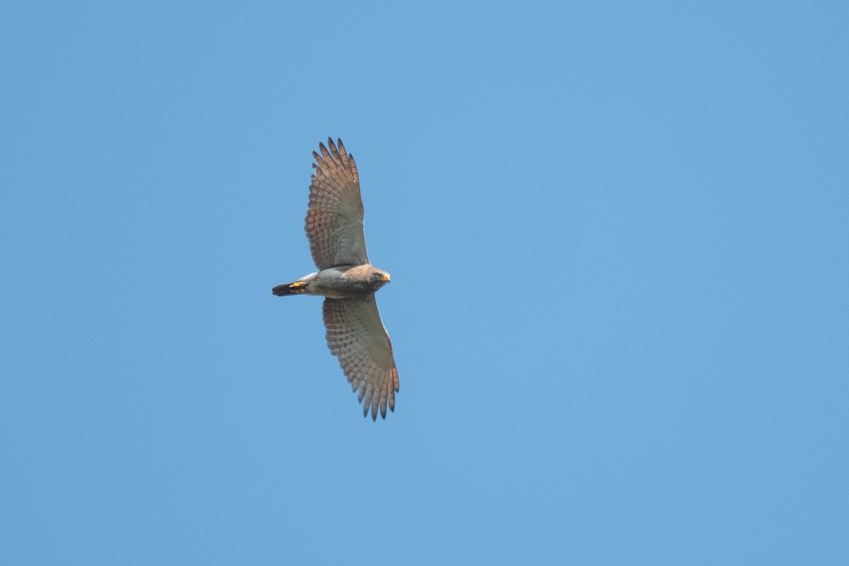 Rufous-winged Buzzard - ML625645881