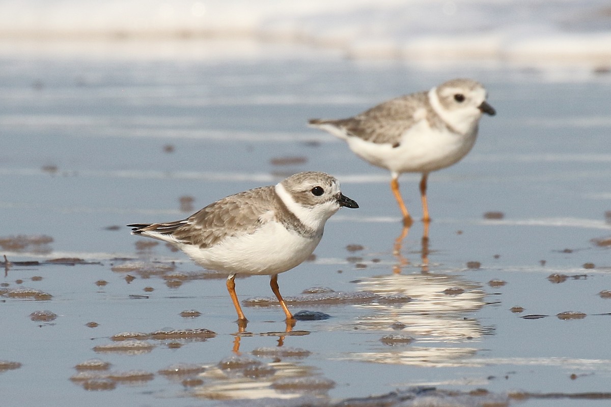 Piping Plover - ML625645882