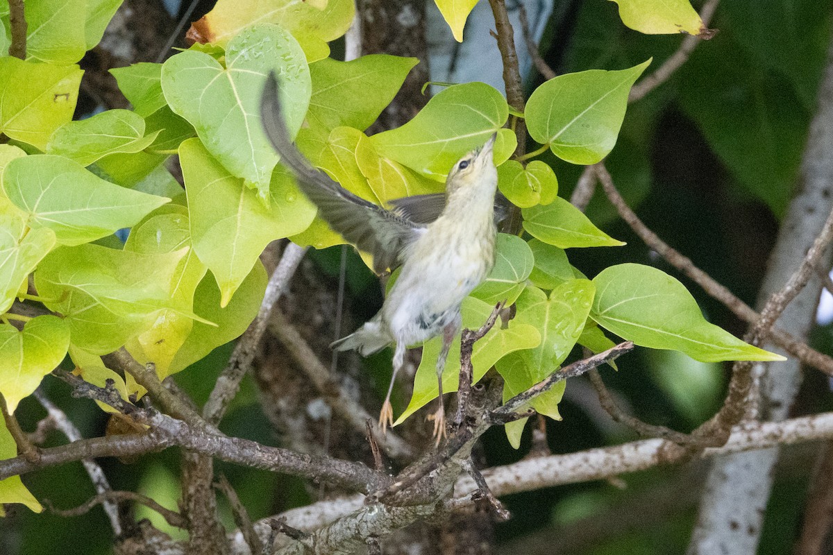 Blackpoll Warbler - ML625645924