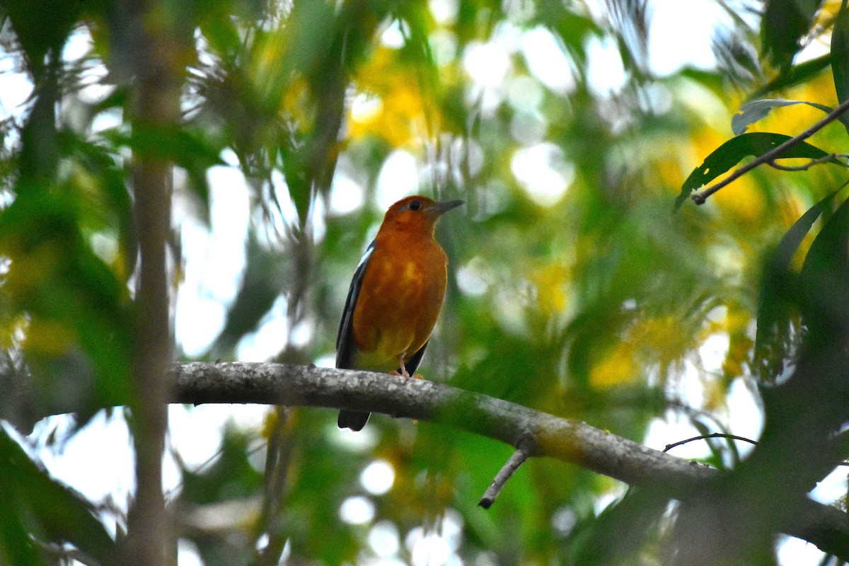 Orange-headed Thrush - ML625645937