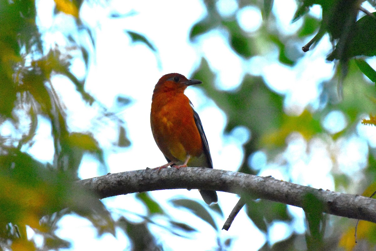 Orange-headed Thrush - ML625645938