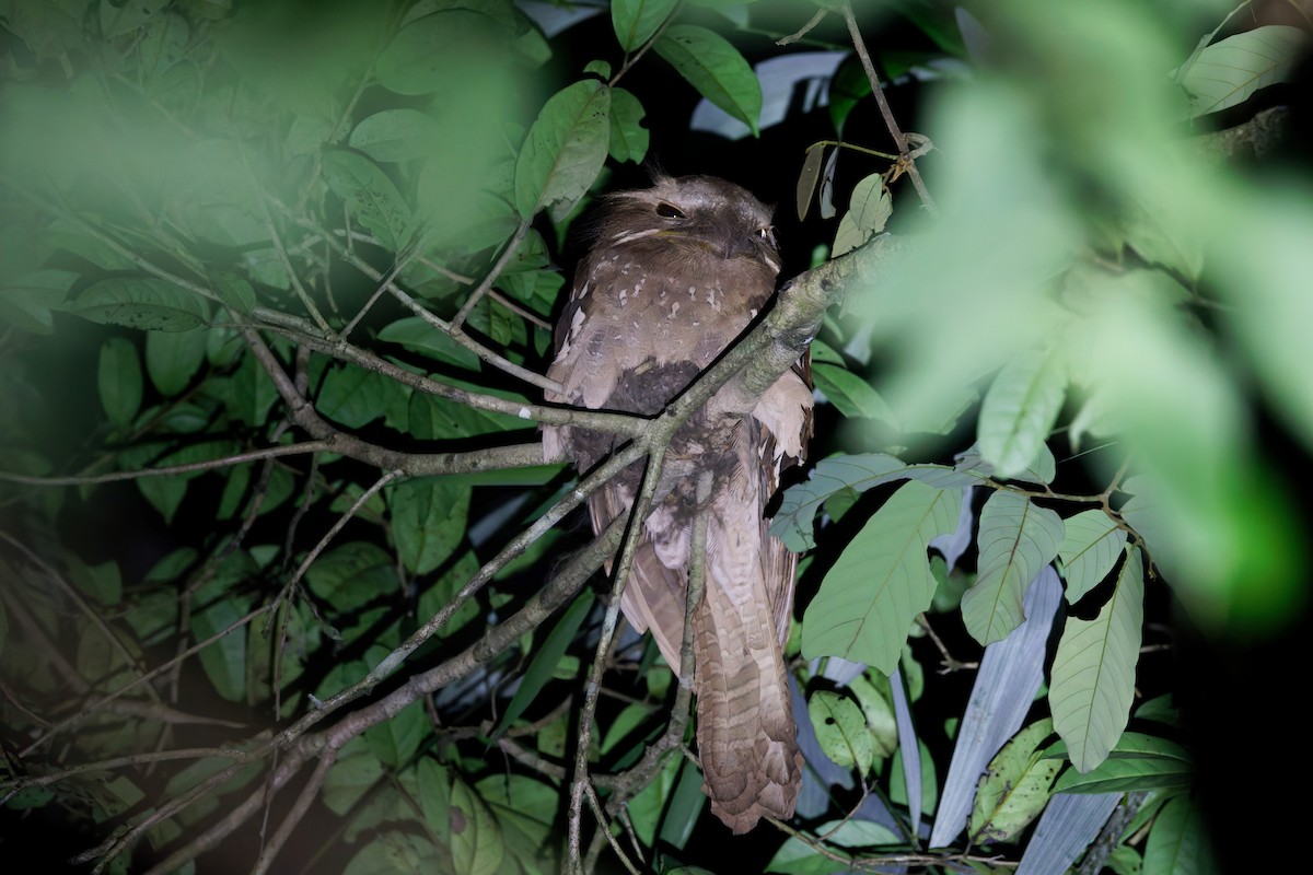 Large Frogmouth - ML625645979