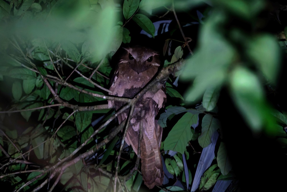 Large Frogmouth - ML625645983