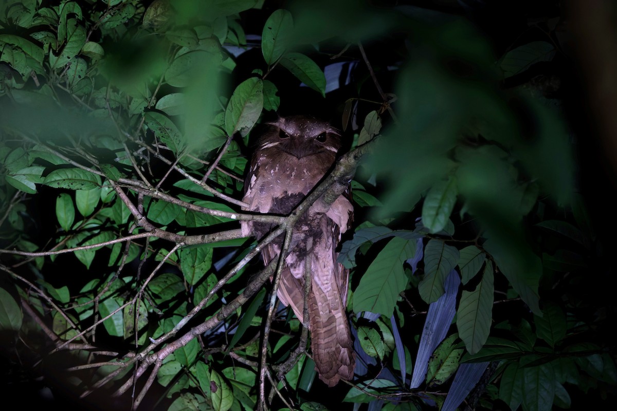 Large Frogmouth - ML625645989