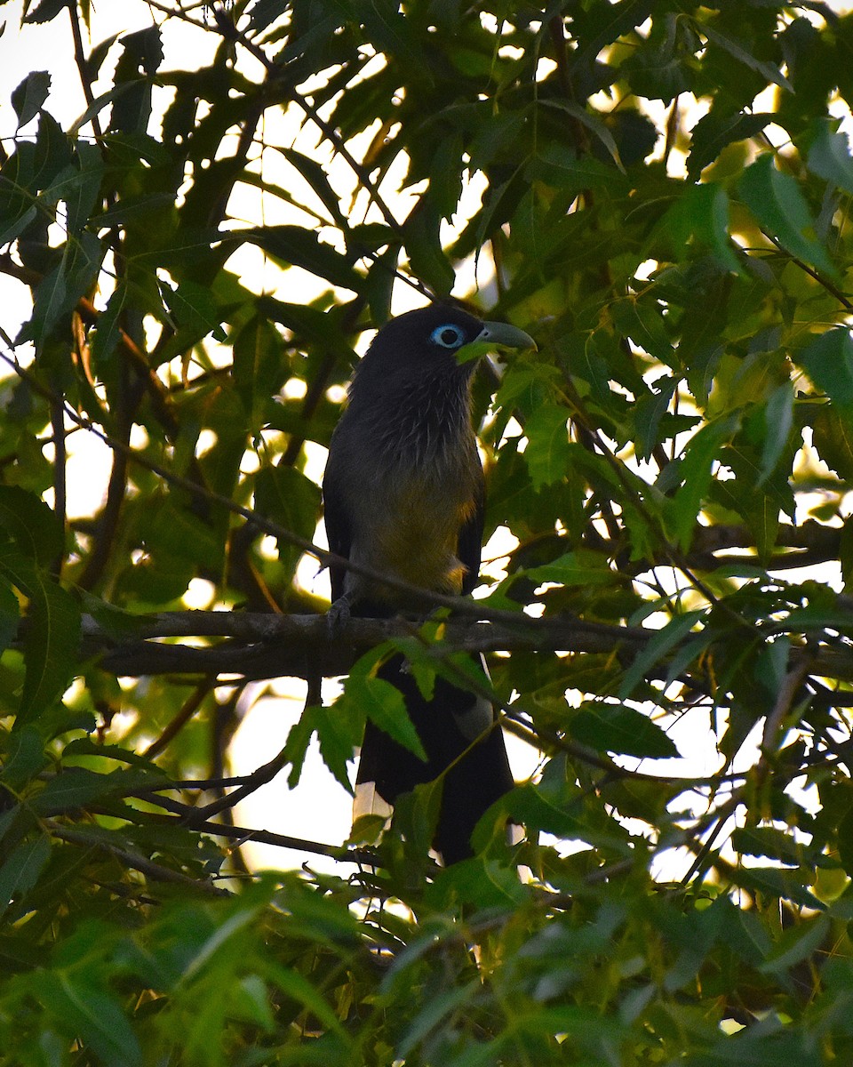 Blue-faced Malkoha - ML625646038