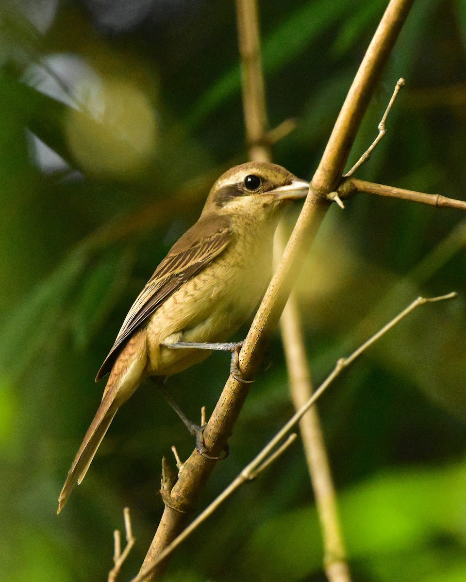 Brown Shrike - ML625646057