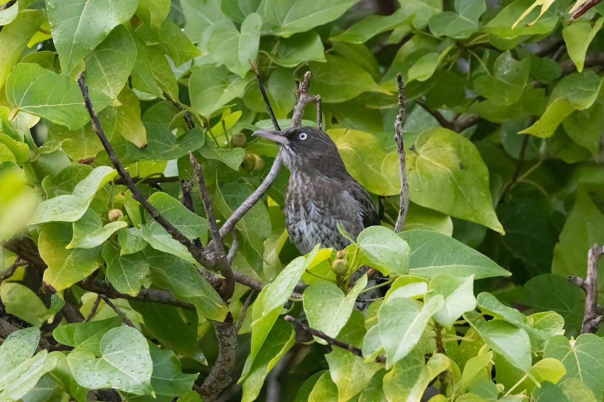 Pearly-eyed Thrasher - ML625646087