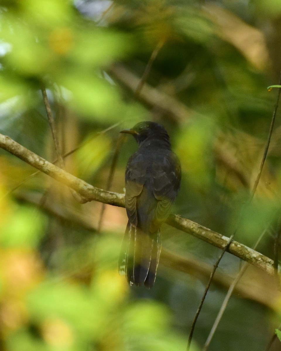 Gray-bellied Cuckoo - ML625646093