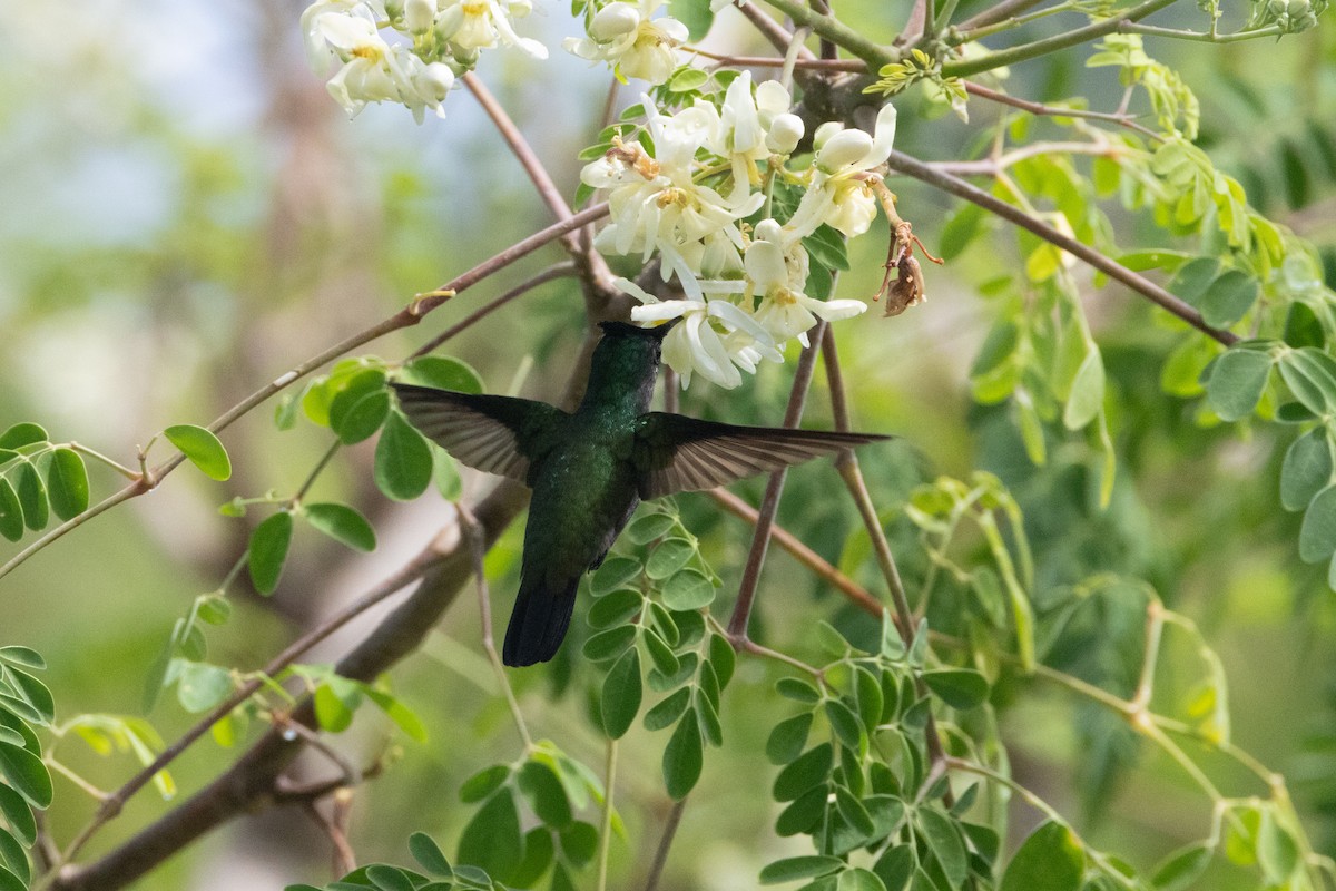 Antillean Crested Hummingbird - ML625646107