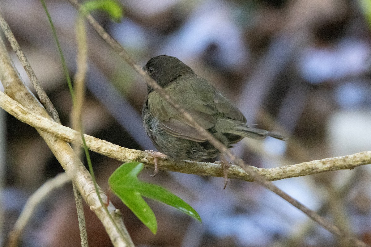 Black-faced Grassquit - ML625646111