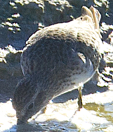 Least Sandpiper - ML625646154