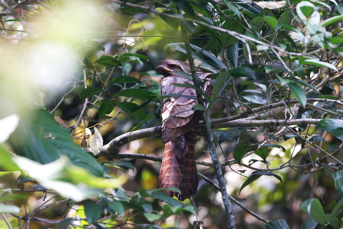 Large Frogmouth - ML625646189