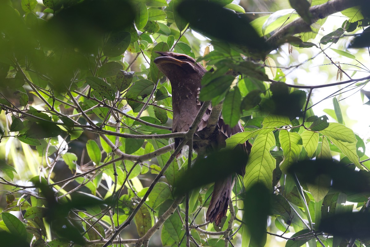 Large Frogmouth - ML625646192