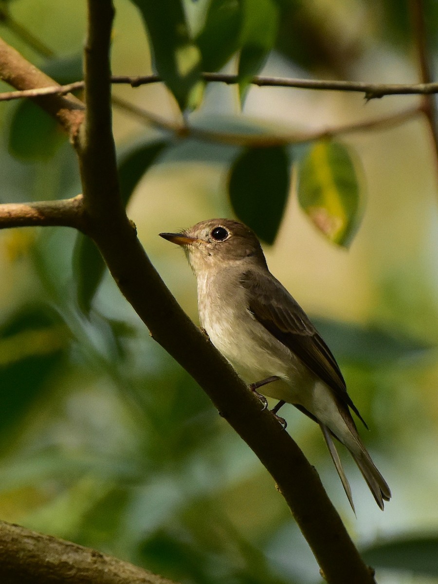 Asian Brown Flycatcher - ML625646224