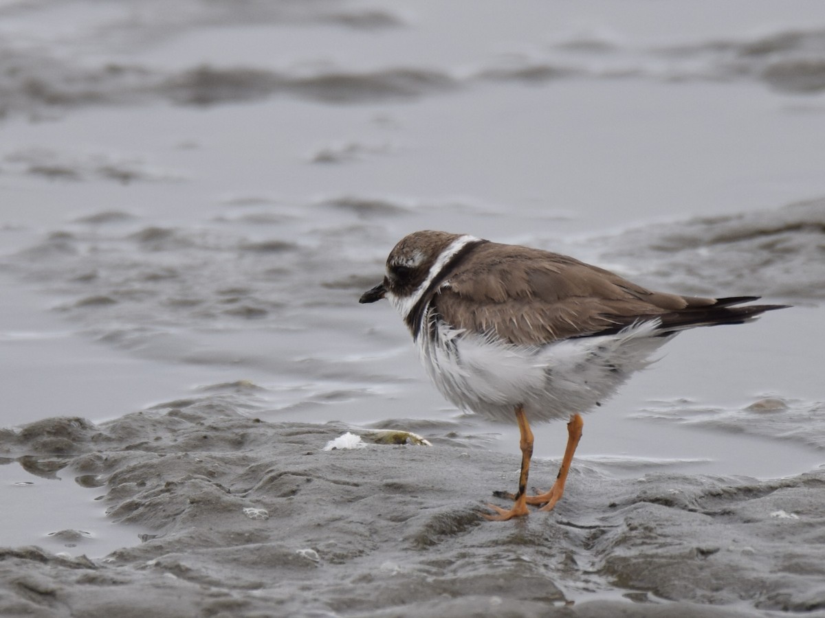 Common Ringed Plover - ML625646291