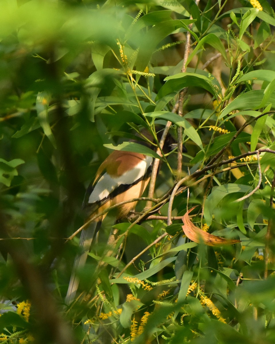 Rufous Treepie - ML625646304