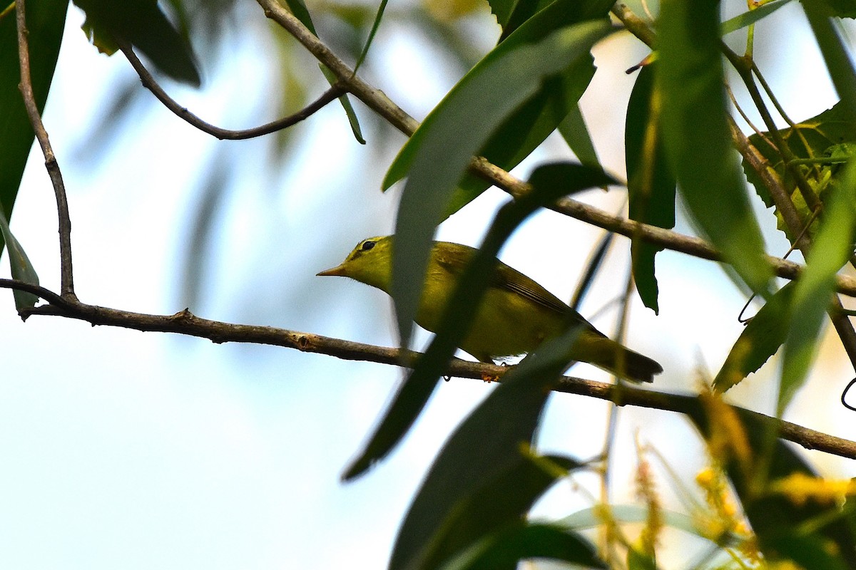 Greenish Warbler - ML625646307