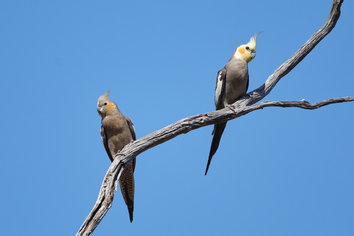 Cockatiel - ML625646320