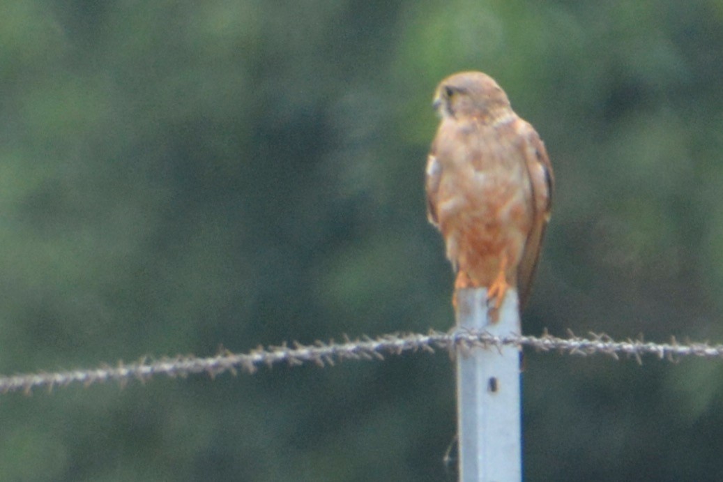 Nankeen Kestrel - ML625646411