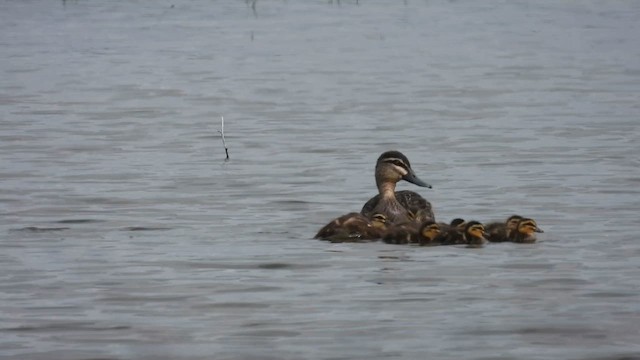 Canard à sourcils - ML625646450