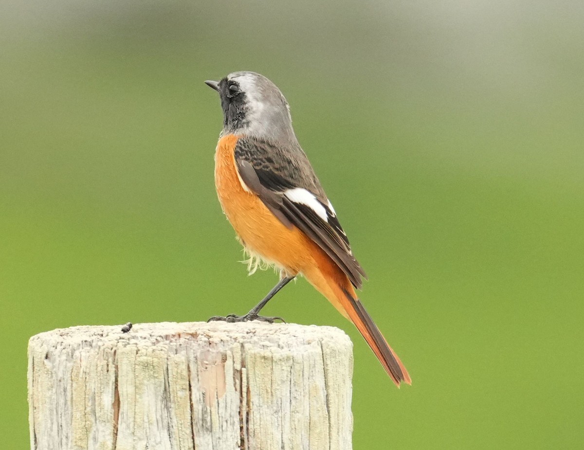 Daurian Redstart - ML625646464