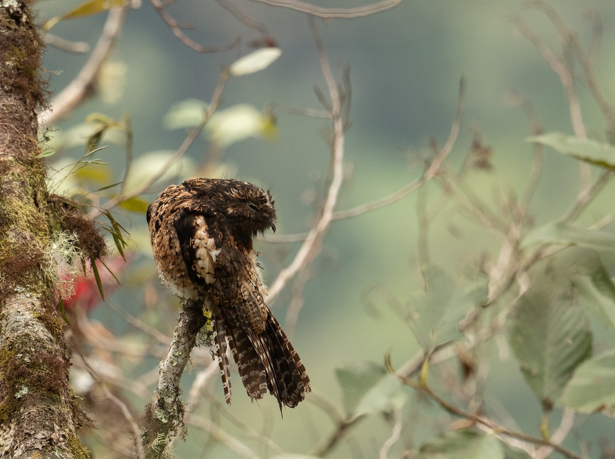 Andean Potoo - ML625646488