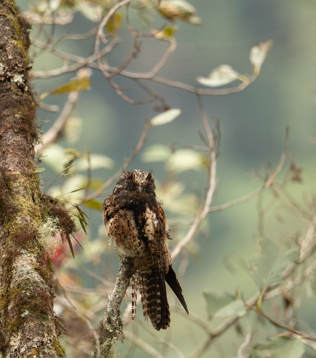 Andean Potoo - ML625646489