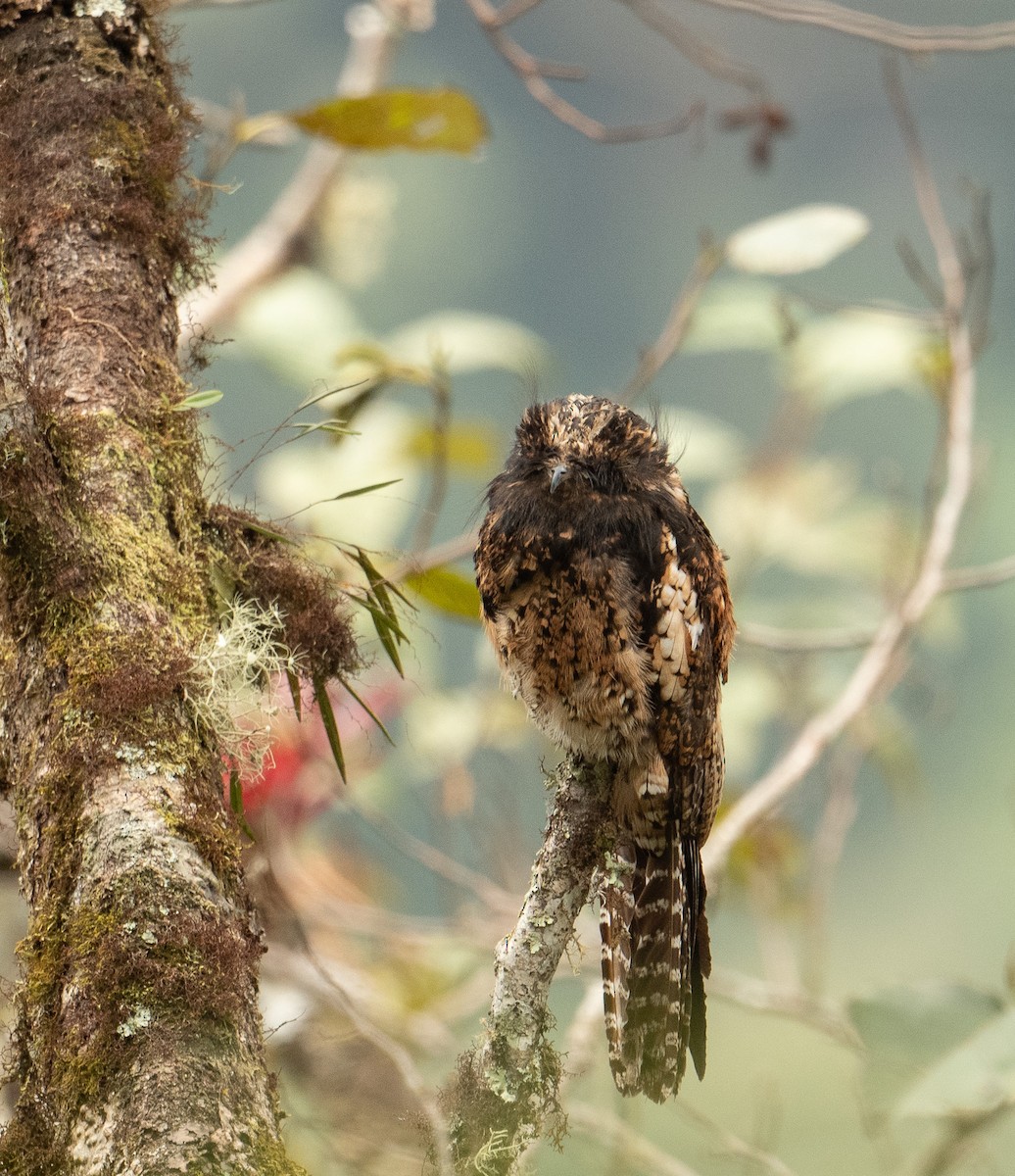 Andean Potoo - ML625646491