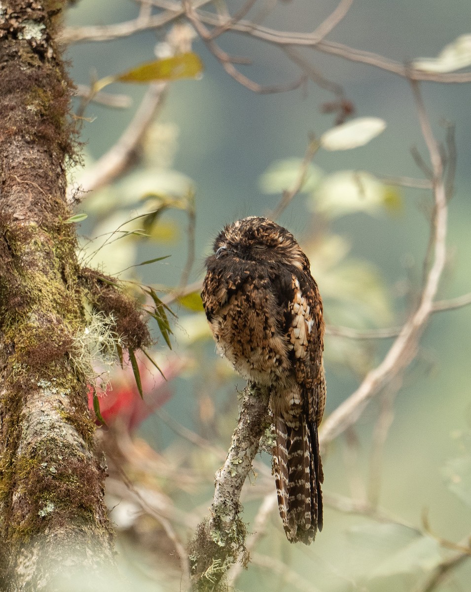 Andean Potoo - ML625646493