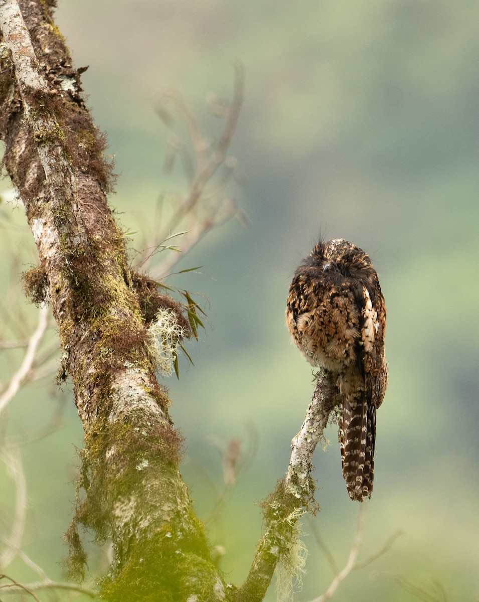 Andean Potoo - ML625646494