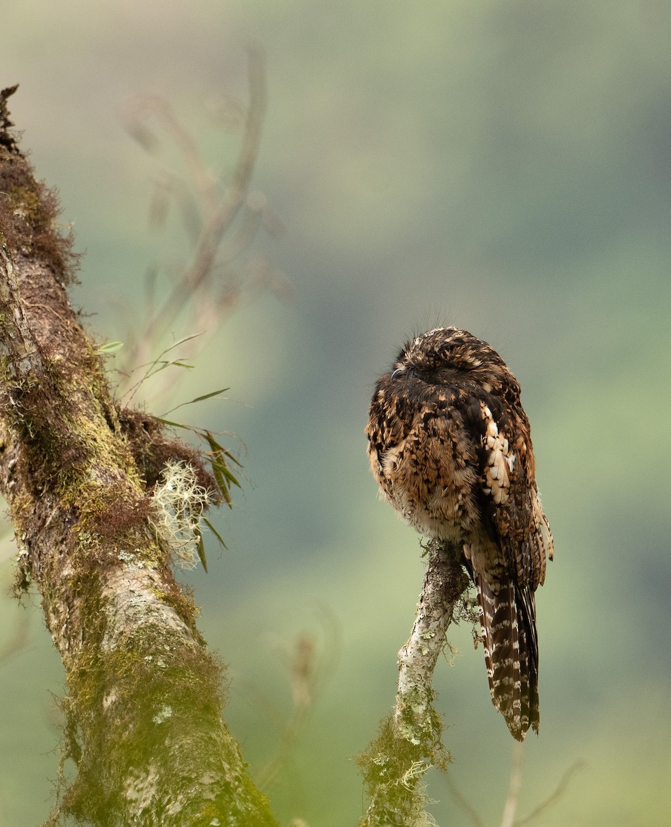 Andean Potoo - ML625646495