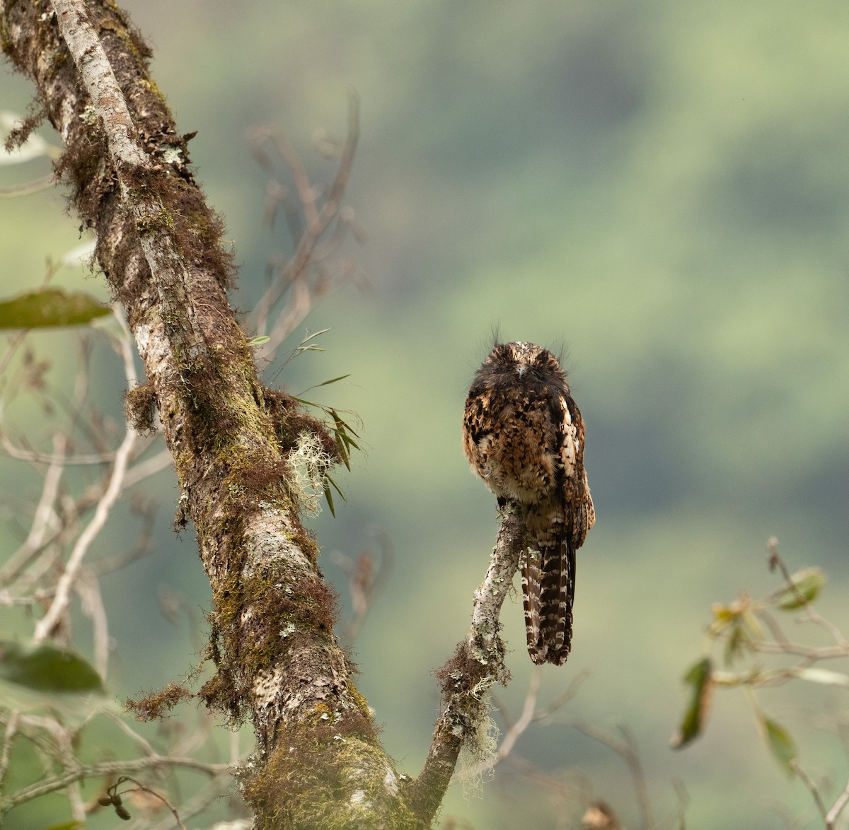 Andean Potoo - ML625646496