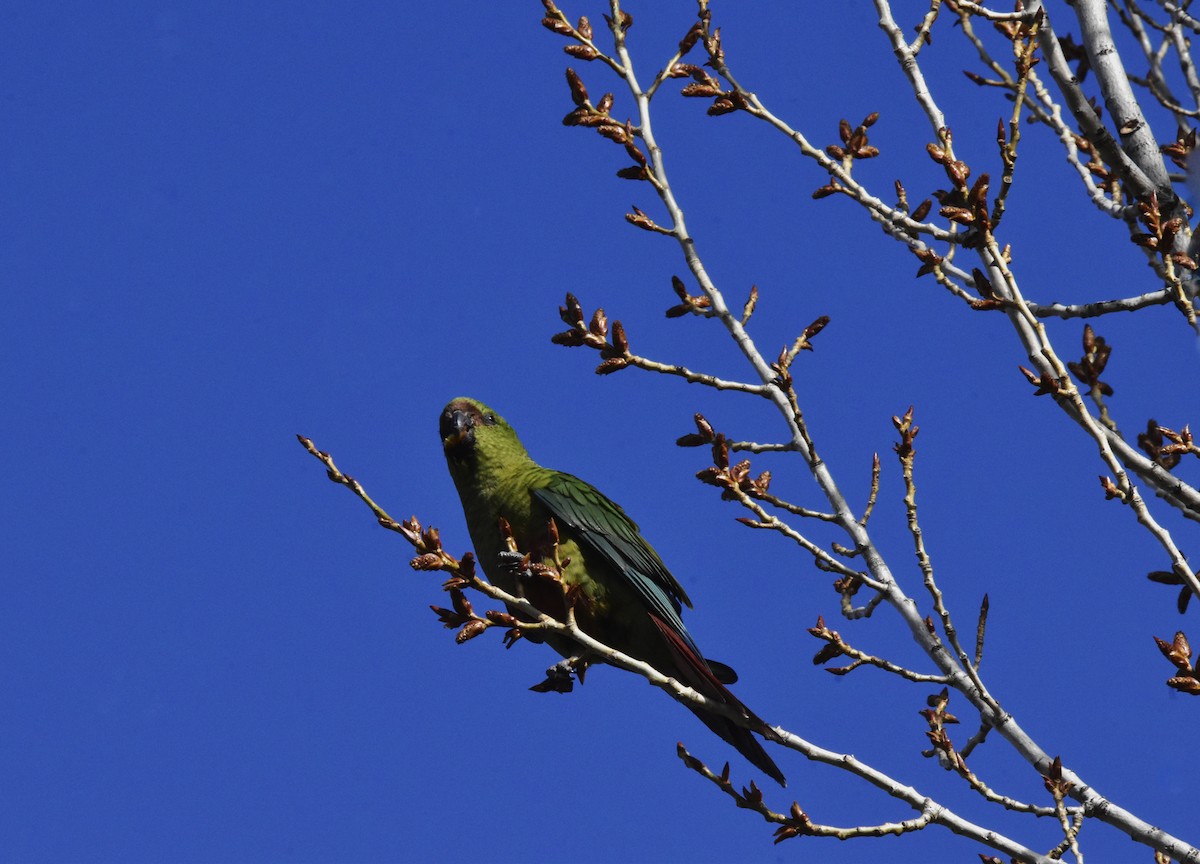 コイミドリインコ - ML625646517