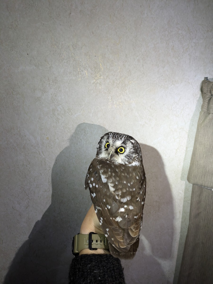 Boreal Owl - ML625646556
