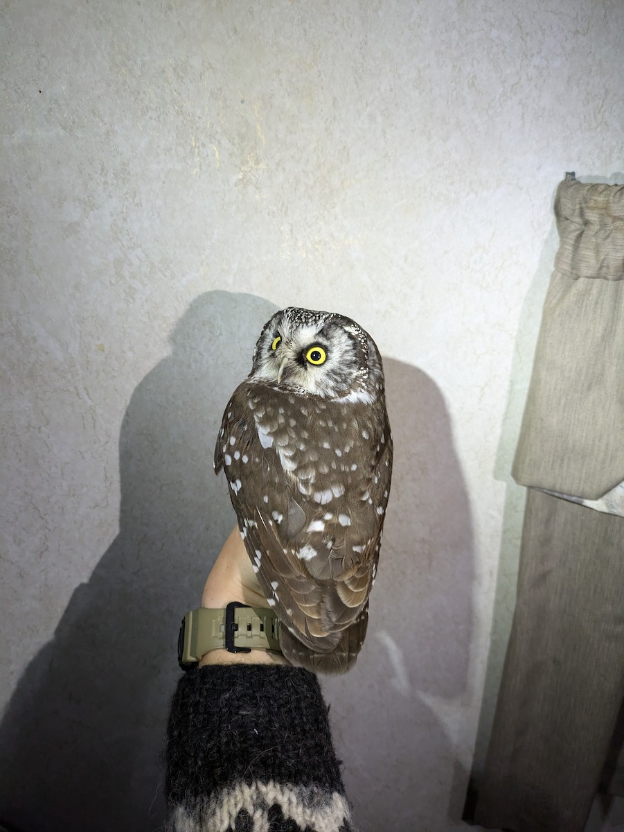 Boreal Owl - ML625646557