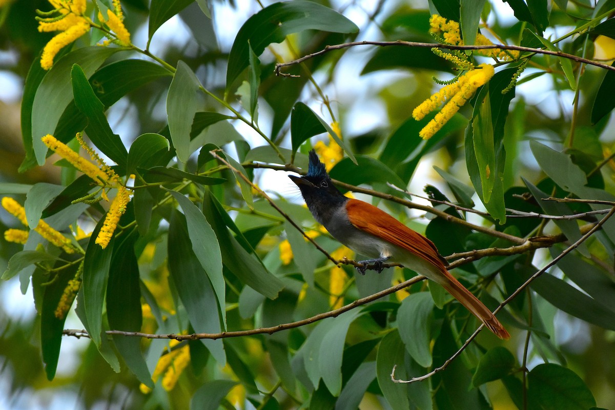 Indian Paradise-Flycatcher - ML625646577