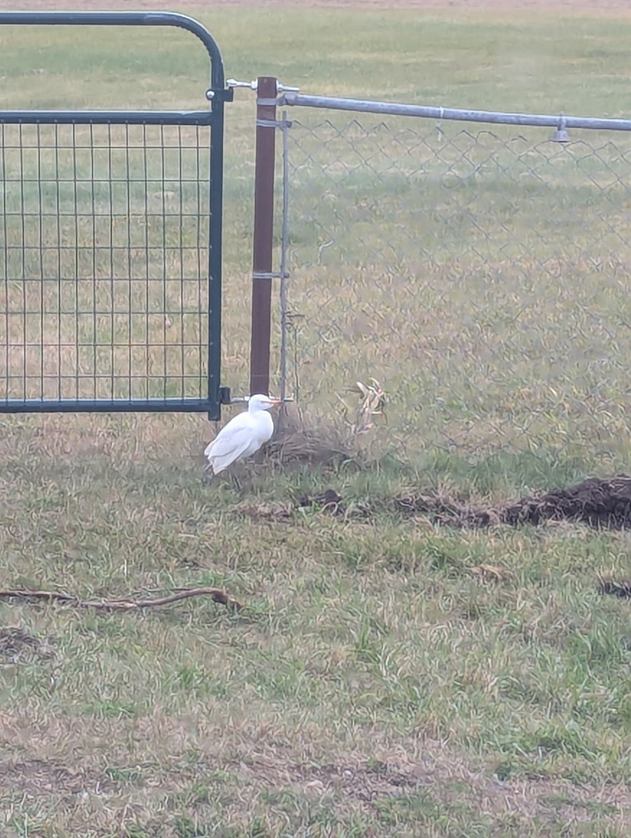 Western Cattle-Egret - ML625646634