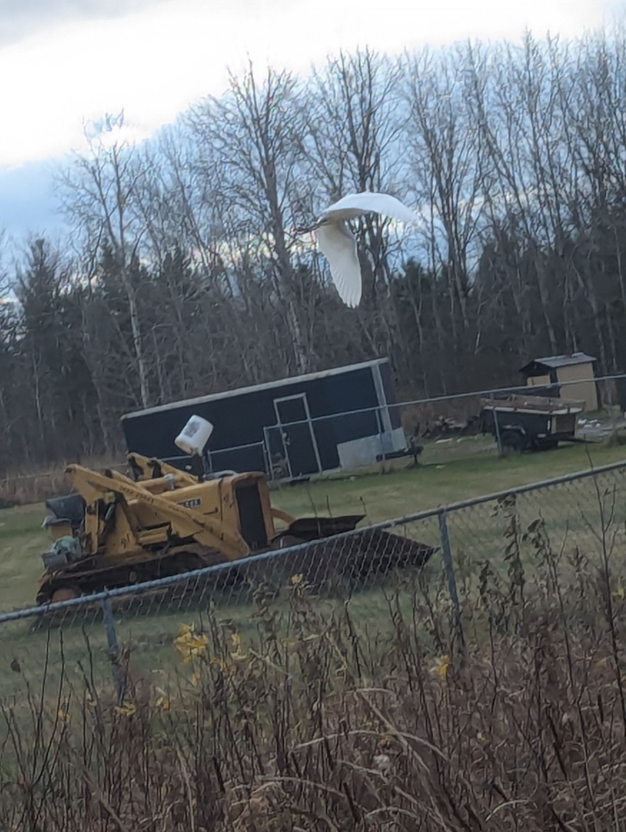 Western Cattle-Egret - ML625646635