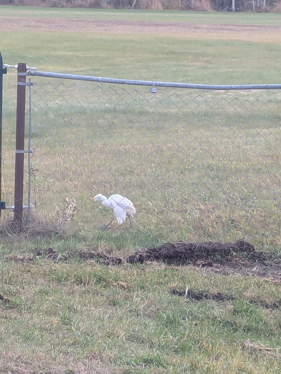 Western Cattle-Egret - ML625646636