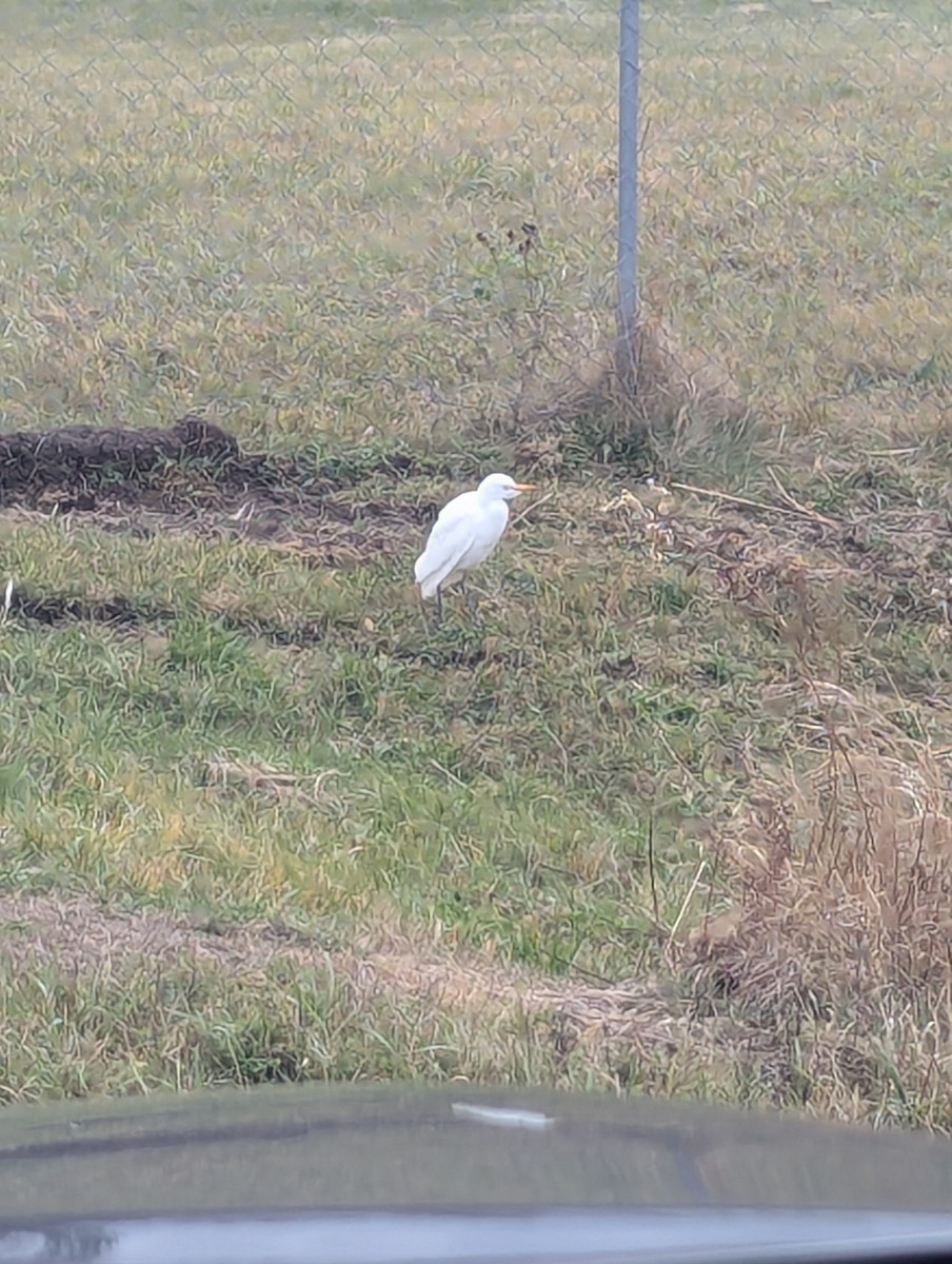 Western Cattle-Egret - ML625646637