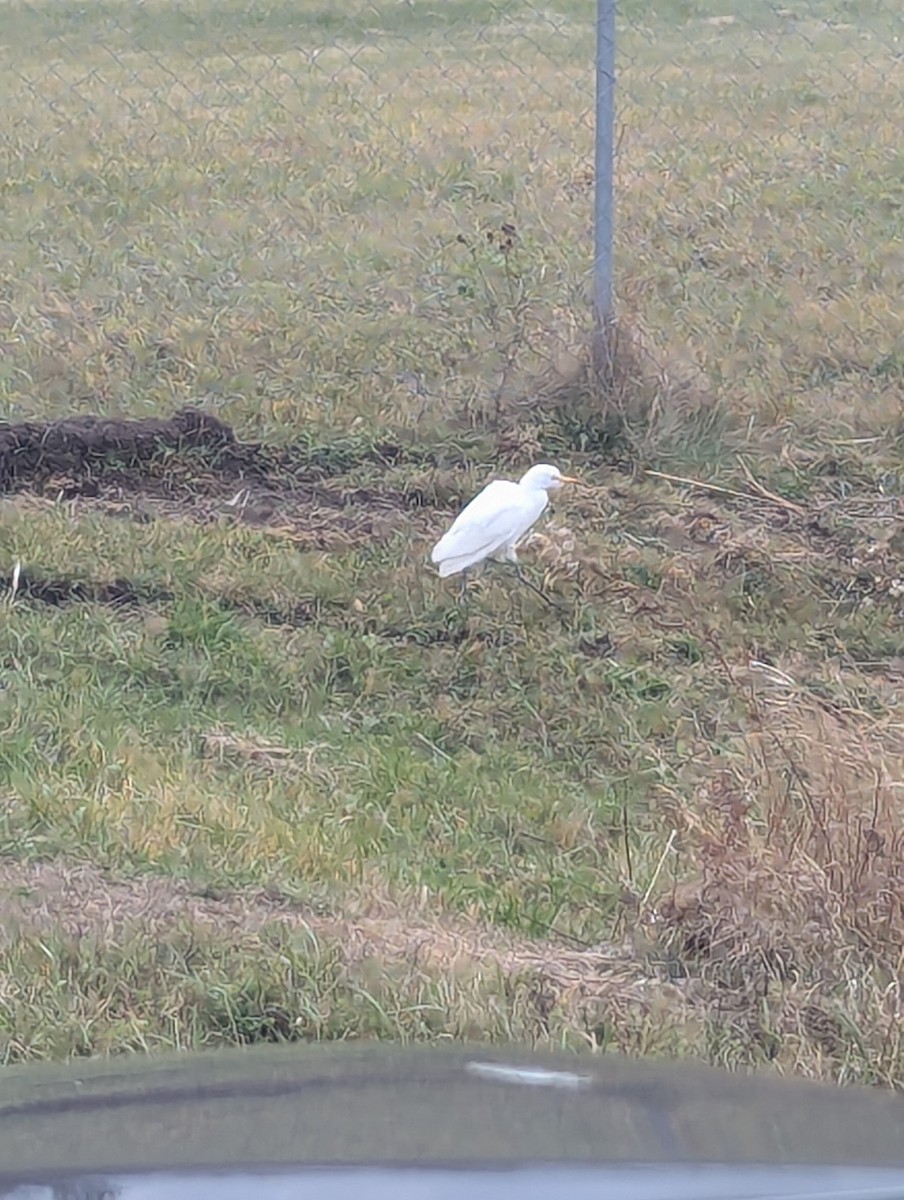Western Cattle-Egret - ML625646638