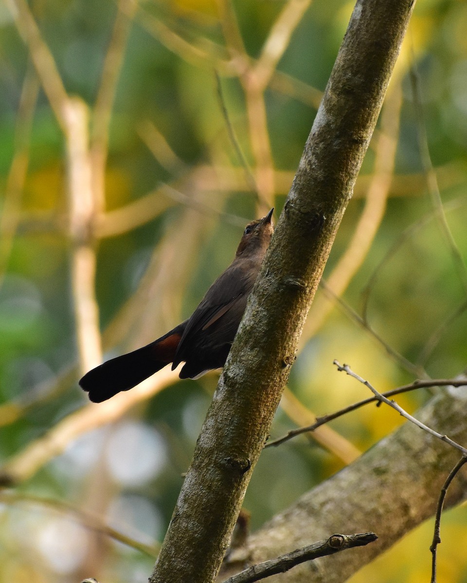 Indian Robin - ML625646681