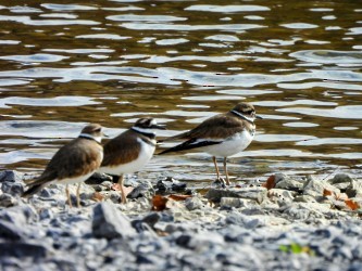 Killdeer - ML625646689