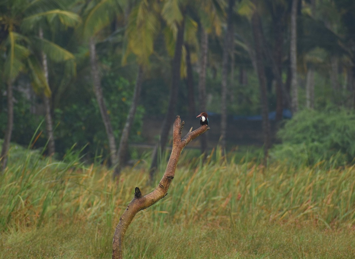 White-throated Kingfisher - ML625646694