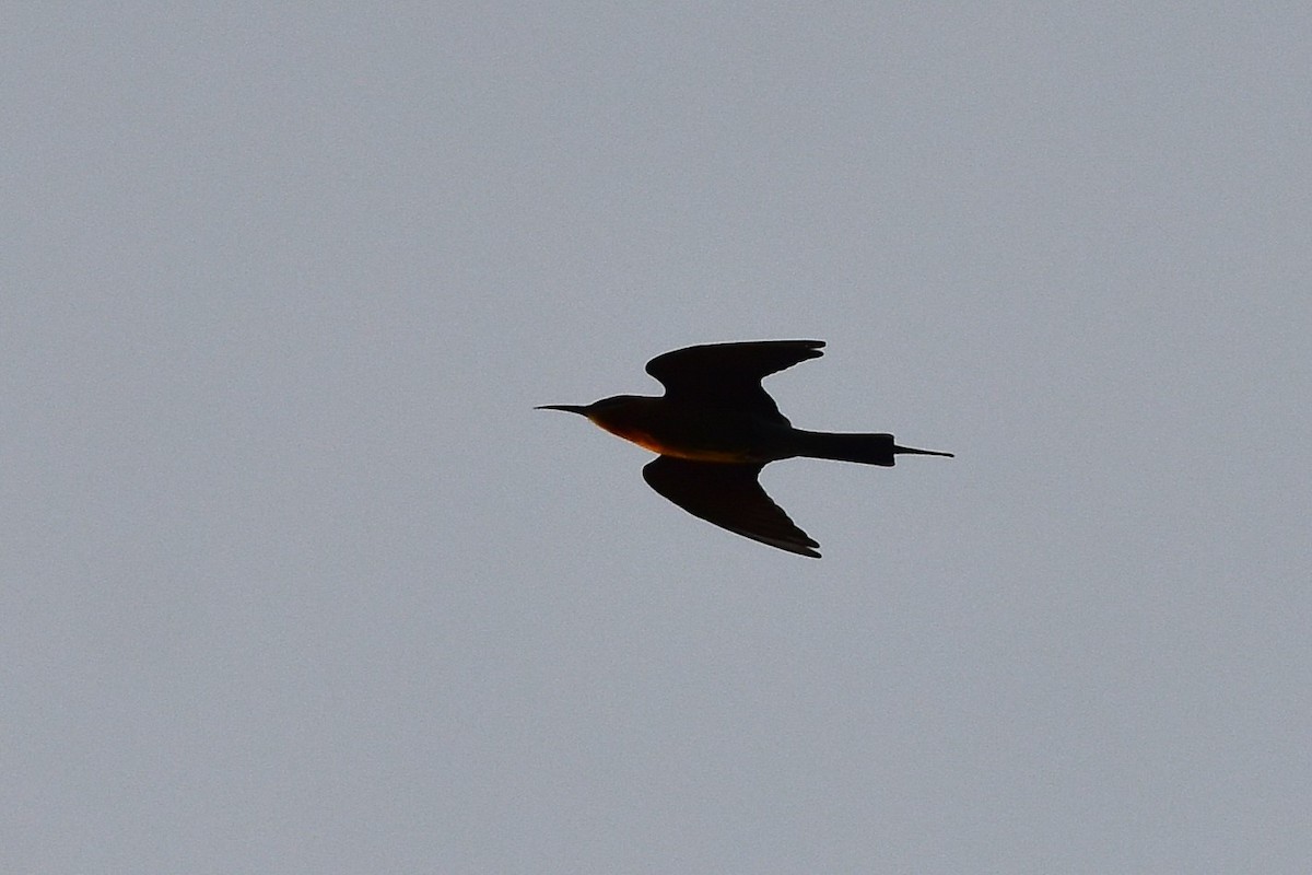 Blue-tailed Bee-eater - ML625646715